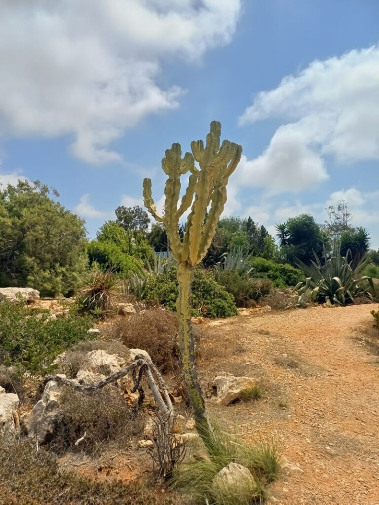 Blue myrtle cactus in Ayia Napa cactus park