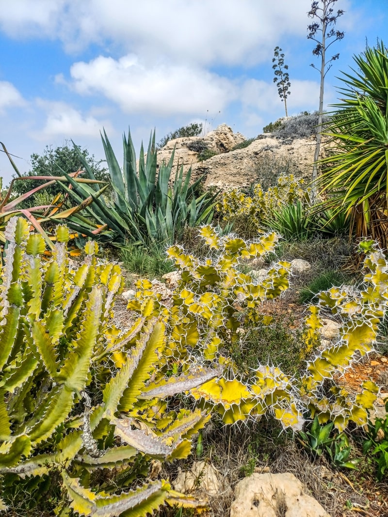 Cactus-Park-in-Ayia-Napa