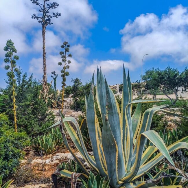 Variegated American Aloe Agave at Ayia Napa Cactus Park