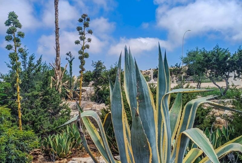 Variegated American Aloe Agave at Ayia Napa Cactus Park