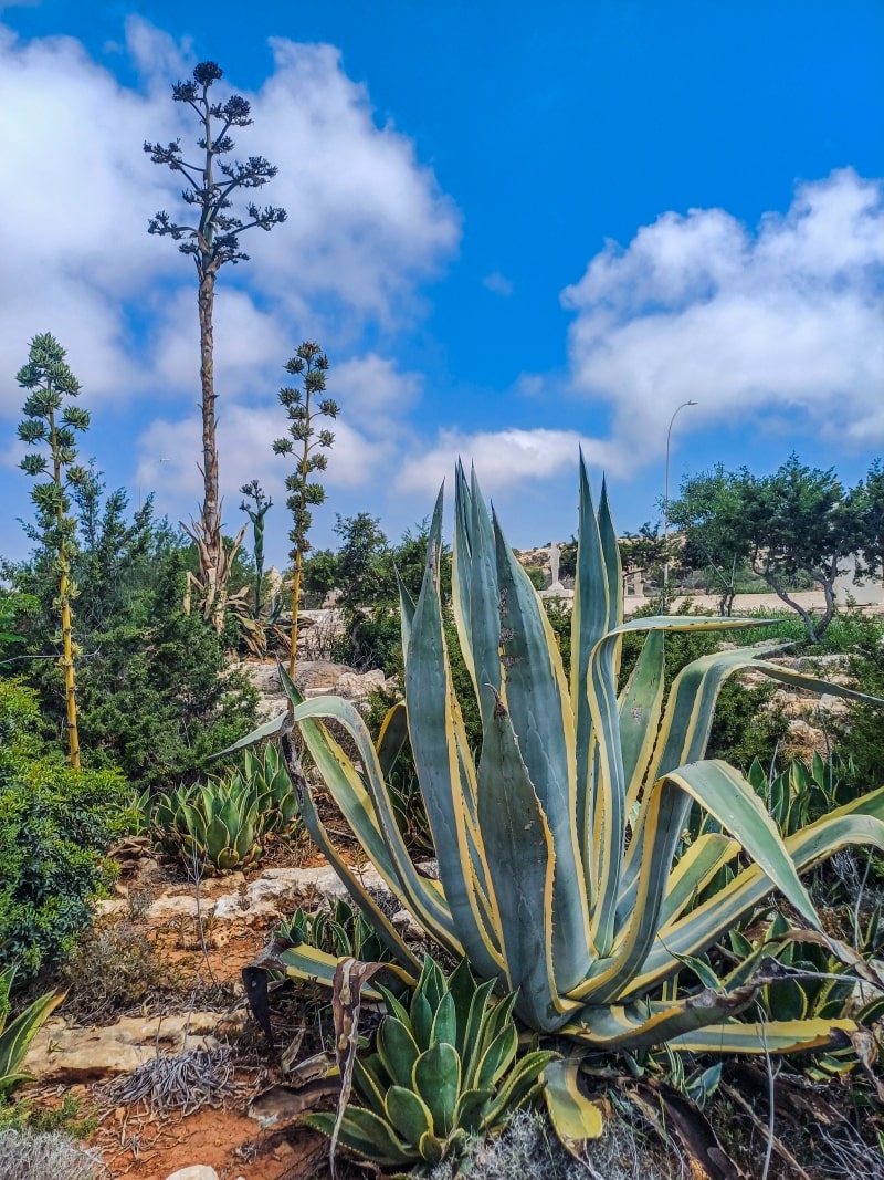 Variegated American Aloe Agave at Ayia Napa Cactus Park